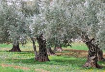 GLI ULIVI DELLA RIVOLUZIONE