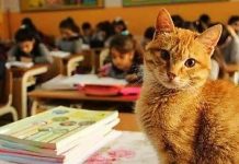 Bidello uccide un gatto a bastonate davanti ai bambini