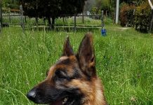 ORA FIDO RIPORTA A CASA E AIUTA A GUARIRE IL GIOCATORE D’AZZARDO