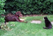 LA DONAZIONE DI SANGUE DI CANI E GATTI