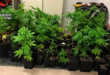 MORLUPO, COLTIVA PIANTAGIONE DI MARIJUANA SUL BALCONE. 47ENNE ARRESTATO DAI CARABINIERI.