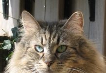 LAV A DIFESA DEI DIRITTI DEGLI ANIMALI