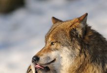 Il lupo nel Parco di Veio: il ritorno di un grande predatore