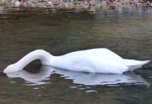 CIGNO REALE UCCISO A BASTONATE. LA FEMMINA SI LASCIA MORIRE PER IL DOLORE.