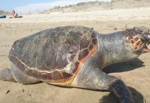 FOCENE: LA TARTARUGA GIGANTE MUORE SULLE DUNE UCCISA DALLA PLASTICA