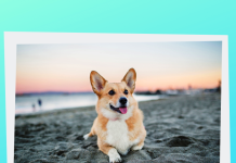 ASL RM4 CONTRO L’ABBANDONO DEGLI ANIMALI: “PORTAMI CON TE!”