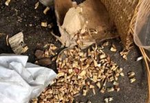 Roma, centinaia di denti umani tra i cassonetti