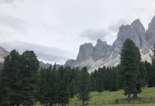 Piantare alberi per contrastare gli effetti dei cambiamenti climatici.