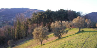 Oggi è la festa degli alberi, un saluto all’ulivo sovversivo ed al saggio bacolaro.