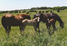 FURTO DI CAVALLI, CRESCONO I TENTATIVI A ROMA NORD