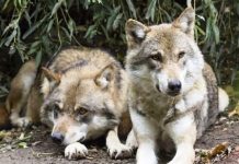 Roma: allarme lupi, avvistati anche a pochi chilometri dal centro.