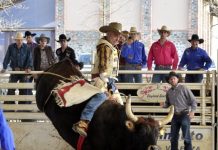 Capena, alla Mola regnano i tori del bullriding
