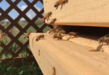 Natura: il magico mondo del Gruppo Api Sparse, che opera nella nostra area.