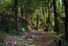 Escursioni: domenica 13 ottobre a Calcata, tra profumi e colori d’autunno. Come partecipare.