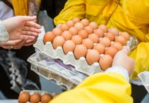 Cibo pericoloso: i NAS sequestrano nove aziende e 32mila uova irregolari.