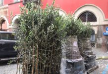 Campagnano: questa mattina Università Agraria e Comune hanno donato circa mille olivi ai cittadini.