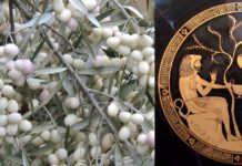 Rinasce nella Tuscia un’oliva bianca di 3.000 anni fa