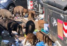 Roma, emergenza cinghiali: donna aggredita nel quartiere Monte Mario.