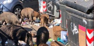 Roma, emergenza cinghiali: donna aggredita nel quartiere Monte Mario.
