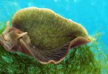 Dalle lumache marine antidolorifico 1000 volte piu potente della morfina.