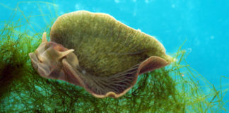 Dalle lumache marine antidolorifico 1000 volte piu potente della morfina.