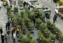 Campagnano: sabato 23 novembre l’Università Agraria donerà mille olivi ai cittadini che ne hanno fatto richiesta.