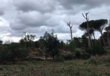 Maltempo: tromba d’aria distrugge almeno mille pini nella Riserva della Feniglia, a Orbetello.