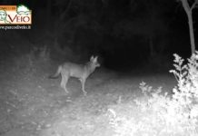 Parco di Veio: per difendere gli allevatori dai lupi, si sperimentano recinzioni elettrificate.