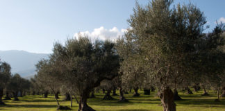 Olio d’oliva 2019, poco ma buono. Cambiamenti climatici rendono fragili gli ulivi.
