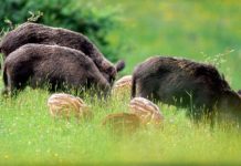 Sos cinghiali a S. Oreste. Sindaco lancia allarme e invoca abbattimenti selettivi