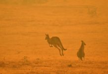 Australia: oltre 180 persone arrestate per gli incendi dolosi, 40 sono minorenni.