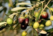 Parco di Veio: aperte le iscrizioni per il “Corso di potatura dell’olivo”. Come partecipare.