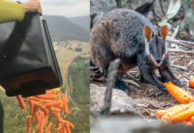Australia: carote e patate dolci lanciate dagli elicotteri per salvare i piccoli canguri affamati.
