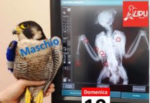 Ponzano: bracconiere spara a due falchi pellegrini. Ricoverati presso la Lipu.
