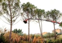 Monterotondo: al via la potatura degli alberi. Il legname sarà messo a disposizione dei cittadini.