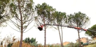 Monterotondo: al via la potatura degli alberi. Il legname sarà messo a disposizione dei cittadini.
