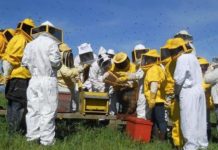 Parco di Veio: domenica 9 febbraio il via al corso di apicoltura. Come partecipare.