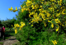 Parco di Veio: a marzo riprendono le visite guidate. Ecco il programma.
