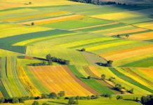 Il governo mette all’asta diecimila ettari di terreni per i giovani. Come partecipare.