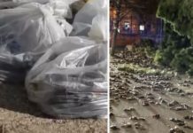 Roma: strage di uccelli ieri sera per un albero caduto. Ancora sulla strada i sacchi con le carcasse.