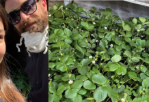 La storia di Alessio, il commerciante che regala fragole ai bambini in quarantena