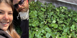 La storia di Alessio, il commerciante che regala fragole ai bambini in quarantena