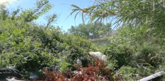 Capena, scarica rifiuti nel Tevere. Sorpreso dai Carabinieri forestali.