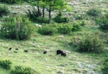 Mamma orsa e i suoi quattro cuccioli a spasso nel Parco Nazionale d’Abruzzo.