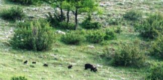 Mamma orsa e i suoi quattro cuccioli a spasso nel Parco Nazionale d’Abruzzo.