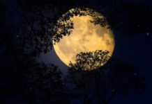 Domani sera la SuperLuna, detta anche Luna dei Fiori. Sarà l’ultima del 2020.