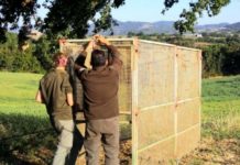 Parco Bracciano Martignano: il problema dei cinghiali e il loro contenimento.