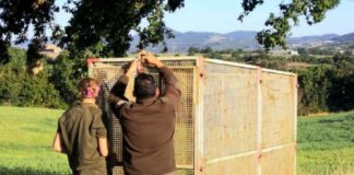 Parco Bracciano Martignano: il problema dei cinghiali e il loro contenimento.