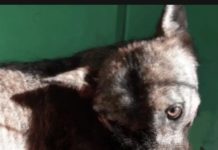 ASL ROMA 4: Intervento notturno del Servizio veterinario in soccorso di un lupo ferito.