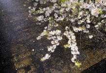 Fino a domenica 11 ottobre “Castelnuovo Fotografia”. Da non perdere.